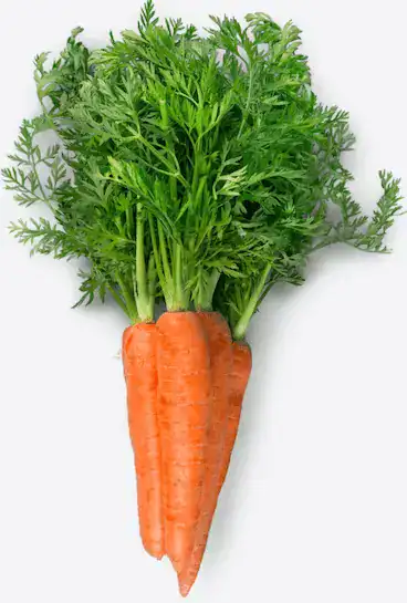 Carrots