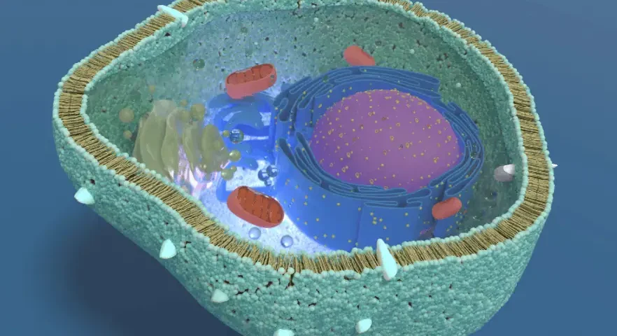 Cell